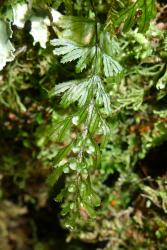Hymenophyllum peltatum. Lamina showing ultimate segments arising only acroscopically on the primary pinnae, and with deeply toothed margins. 
 Image: L.R. Perrie © Leon Perrie 2014 CC BY-NC 3.0 NZ